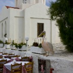 Pelican at restaurant