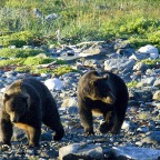 2 two bears on shore