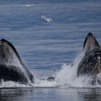 4 Two whales open mouths