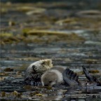 14 Sea otter with baby 2