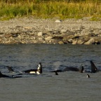 17 Pod of Orcas (1)