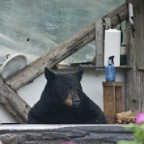  22 Bear at Taku Lodge