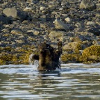 29 Bears Playing