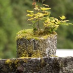 31 Moss on fence