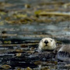 37 Sea otter with baby (1)