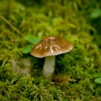 61 Brown Mushroom