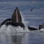 64 Whale Breaching Tounge