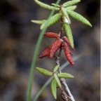 74 Red Green Leaves