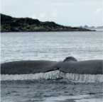 79 Whale Tail (1)