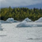 82 Foliage with icebergs