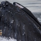 88 Whales mouth with barnacles