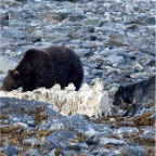 89 Wolf and bear eating whale 