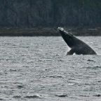 103 Whale breaching 5 (1)