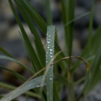 111 Grass with water