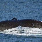 110 Whale tail just above water