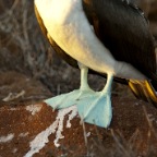 Blue Feet at sunset