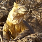 Golden Iguana