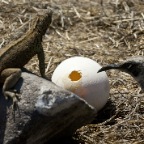 Lizard Bird Egg 3