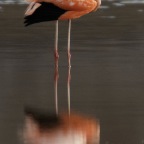 Flamingo 2