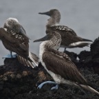 5 boobies on rock