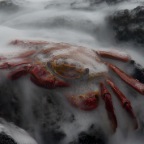 Sally Lightfoot crab with water