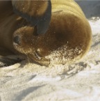 Baby Sea Lion with flipper over eye