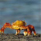 Crab with blue background