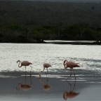 3 Flamingos in line cropped 