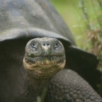 Turtle Head shot