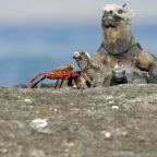 Crab and Iguanas big one in background