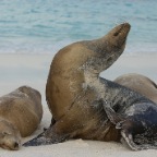 5 Sea Lions on beach 