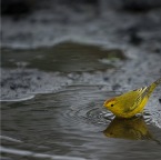 Yellow bird 2