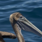 Pelican side view of head