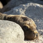 Baby Sea Lion behind rock_1