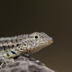 Lizard Brown background