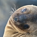 Baby Sea Lion looking backwards_1