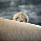 Baby Sea Lion suckling