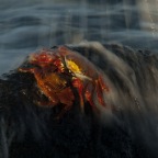 Crabs at sunset