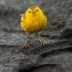 Yellow Warbler cropped