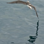 BFB Wing touching water