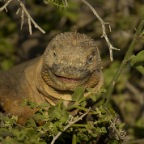 Yellow Dragon Smiling