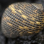 Snail 2