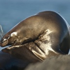 Sea Lion head to back