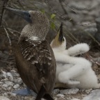 Baby boobie and Mom