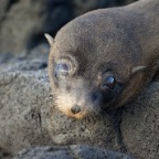 Baby Sea Lion sad face