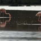 4 Flamingos in line cropped _1