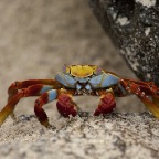 Crab front view in sand