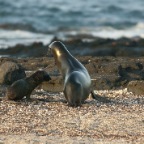 Mom and baby Sea Lion walking 2