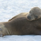 Seal Lions on beach winking