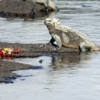 Iguana and Crab